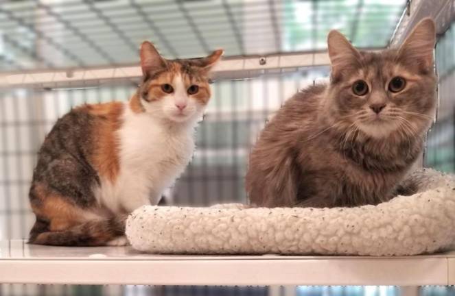 Pets of the week: Meet Rosie &amp; Posie