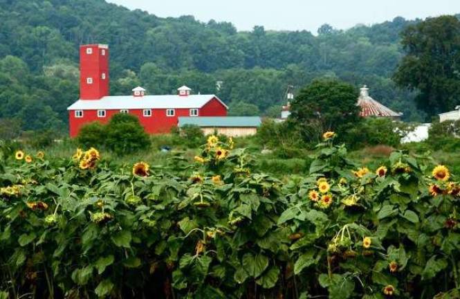 Sun flowers, black dirt