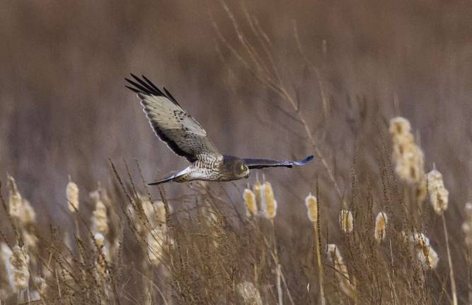 Male Northern Harrier.