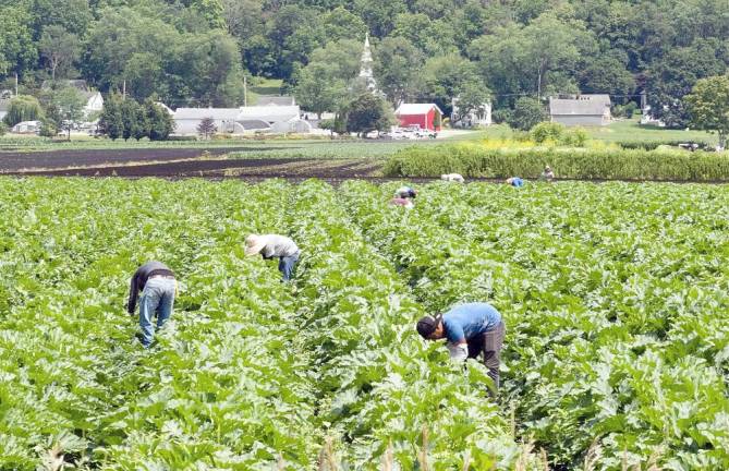 Farm workers harvest yellow summer squash along County Route 1 with Scheuermann’s Farm and St. Peter Lutheran Church in Pine Island in the background. Photos by Robert G. Breese.