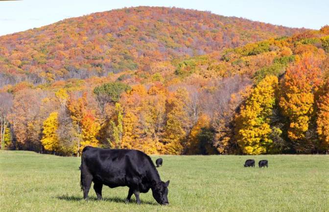 Photographer Robert G. Breese continues to chronicle so many things that are Warwick with his eye and his cameras. Here, for instance, a small herd of Black Angus cattle graze in a field at the Brady Farm in Warwick black against the autumn backdrop.