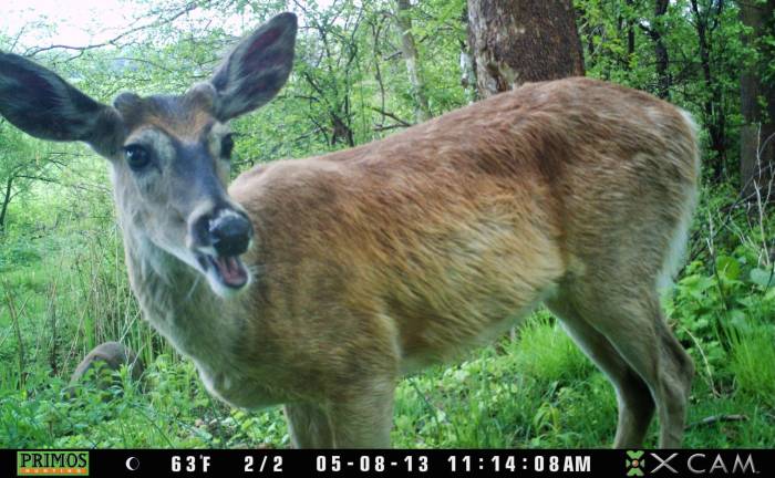 This deer with mouth wide open seems to be surprised that his picture was just taken.