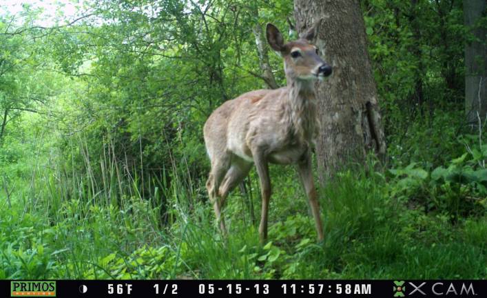 A deer walking through the woods on May 15 at 11:57 a.m.