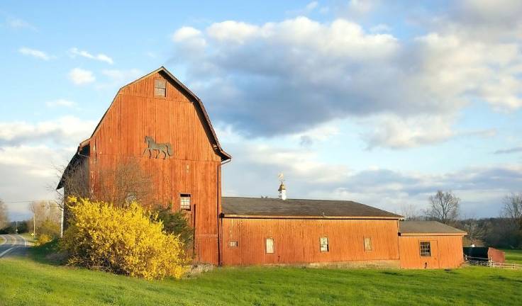 A gold forsythia shrub blossoms during the late day sun alongside Jorgensen’s barn on County Route 1 on Monday April 19, 2021. Photo by Robert G. Breese.