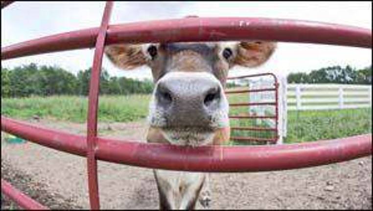 Got milk?