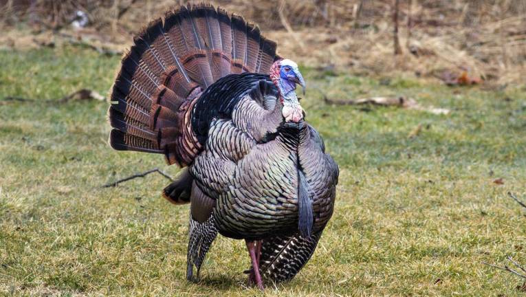 File photo by Robert G. Breese New York State Department of Environmental Conservation Commissioner Basil Seggos this week encouraged New Yorkers to participate in a survey for wild turkeys and help state biologists better understand this iconic bird.