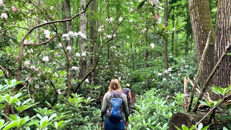 Rhododendron jungle hike
