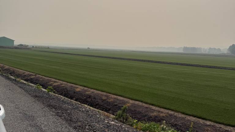Haze hangs over the sod fields of Pine Island Turf. Photo: Kelsey Gurda