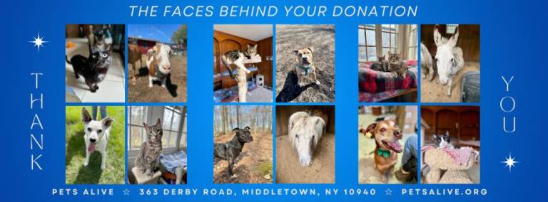 Freckles, top right, appeared prominently in fundraising promotions for Pets Alive.