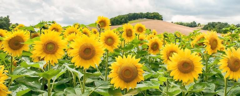 Grow. Are your sunflowers the best? Here’s a way to find out