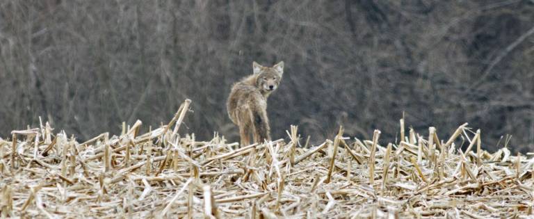Coyote