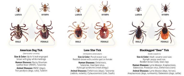 Infographic: Mandy Coriston and Christina Scotti; Images: TickSafety.com; Sources: www.CDC.gov, www.vet.cornell.edu