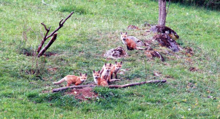 &quot;We&iacute;d often see siblings playing together,&quot; reports Cindy Krikava whose 52-acre horse farm on Prices Switch Road in Warwick has been home to as many as three families of foxes.