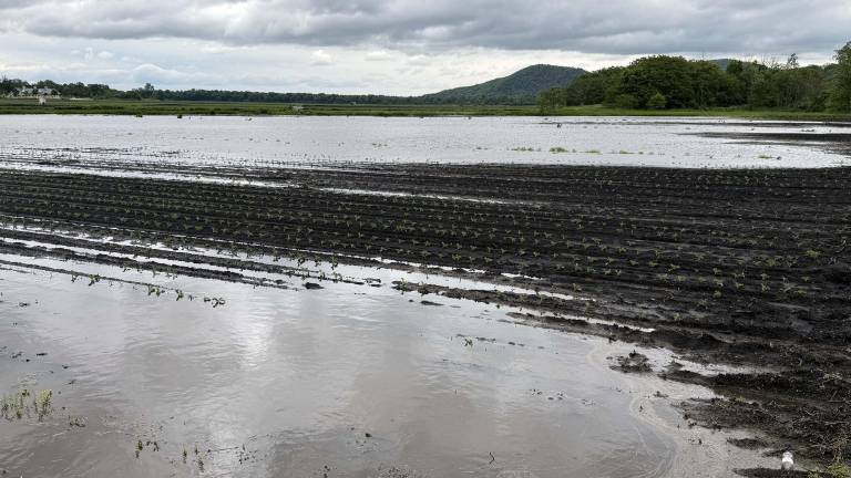 More than four inches of rain fell within a brief few hours during the early morning hours of Saturday, May 31, causing widespread flooding and tree damage throughout the Warwick Valley. Agricultural areas adjacent to County Route One, for example, resembled a shallow lake. Photo by Peter Lyons Hall.