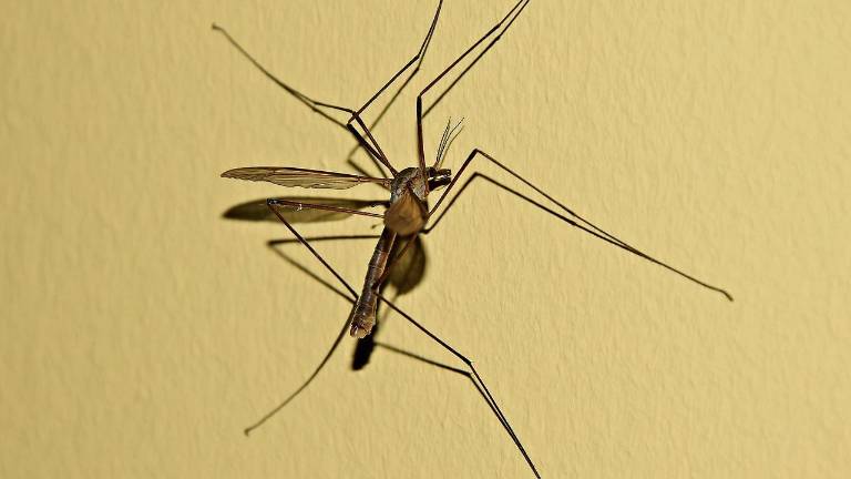 Mosquitoes carrying West Nile Virus found in Goshen