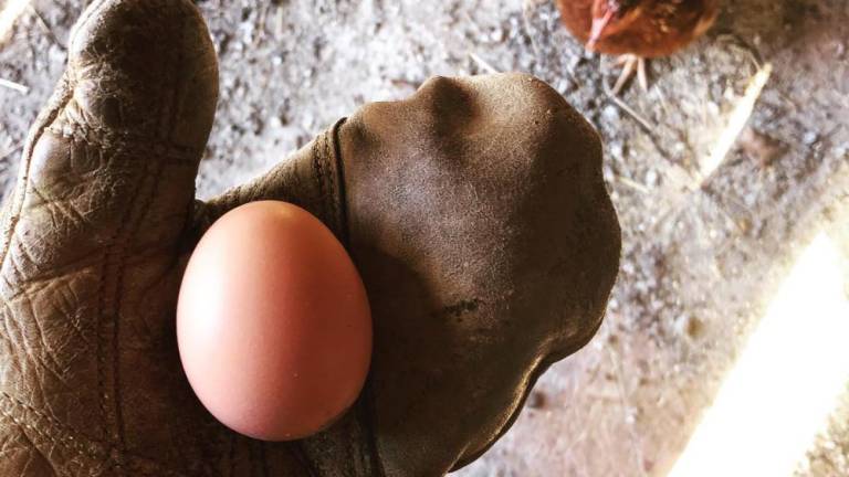 The hens have finally started laying at Meadowburn Farm in Vernon, N.J.